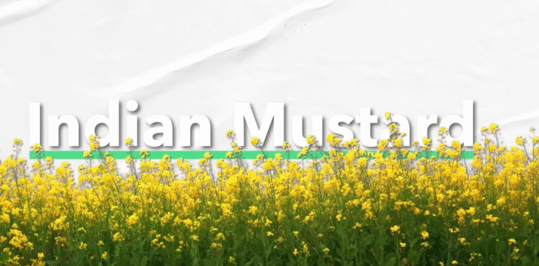 Phytomining: Harvesting Metal with Plants